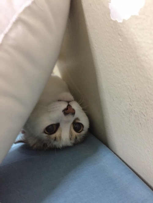 Hi, my name is Tigger and I love doing silly things like play peekaboo and falling asleep while play