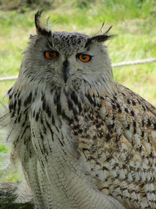 Baby the Siberian/Turkmenian eagle owl