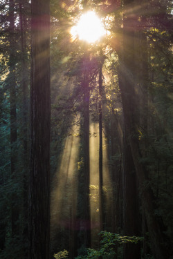 radivs:  Prairie Creek Magic by kozyndan