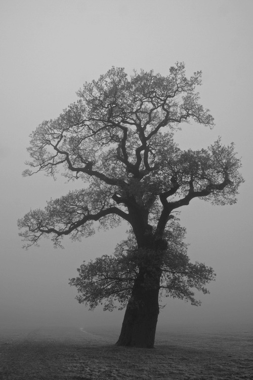 les-diable-blanc: tree of life