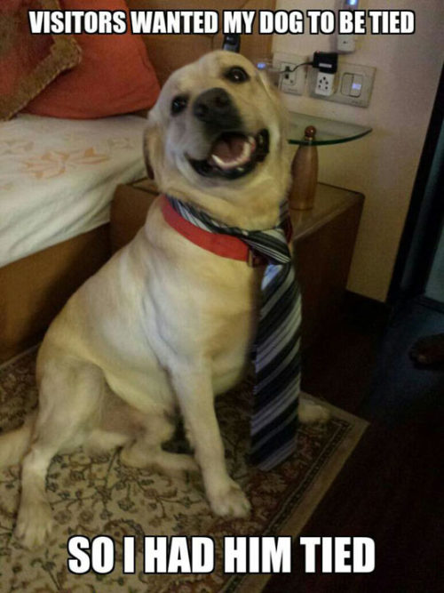 srsfunny:  Tie Your Dog They Saidhttp://srsfunny.tumblr.com/ 