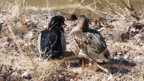 Wood Duck and Mallard friend at Spy Pond in Arlington.  I know ducks are quite horrible to one anoth