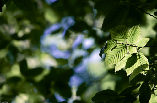 kwiatek:  Under some trees | Munich, June 2016