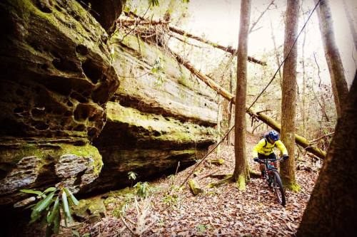thewideeyedworld: Big rocks and big trees at Big South Fork. @imba_us @mtb_project #mountainbiking #