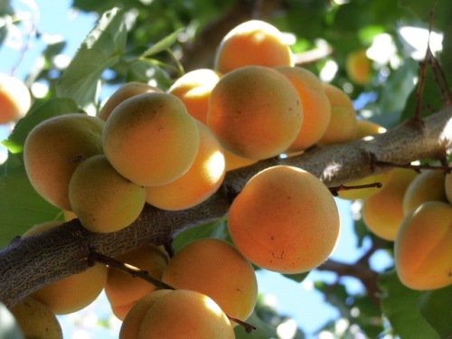 llovinghome:apricot tree
