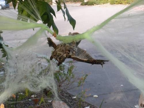 Hi Yall Quick Reminder- Please Don't Use Spiderweb Outside To Decorate This Year!!! It's A Severe Risk