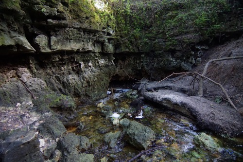 goodcopbearcop:Disappearing Creek near the Suwannee River.In North Florida it’s common for creeks an