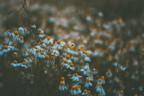  Ein Kamillenfeld irgendwo am Rande eines Dorfes.[A chamomile field somewhere at the edge of a villa