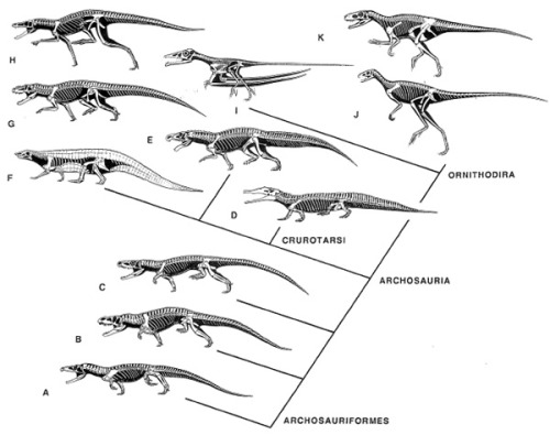 Dinosaur Cladograms, Part 1:  Evolution of the dinosaurs and their ilk.01 - Crocodilians and relativ