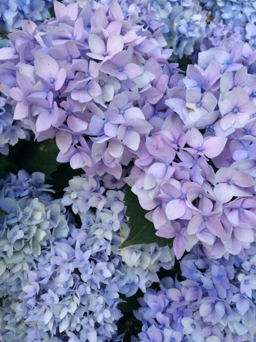 lunaerial:we planted more hydrangeas in my yard, can you believe these colours holy heck