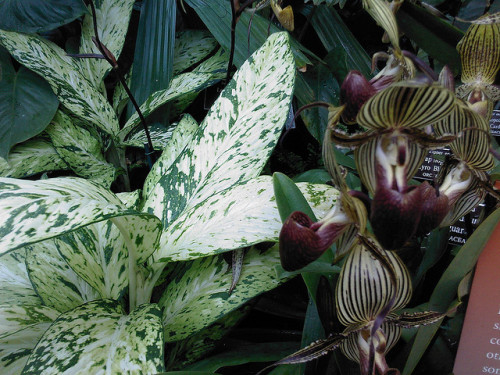 plantfag:  cypripedioideae by fjennludwig on Flickr. 