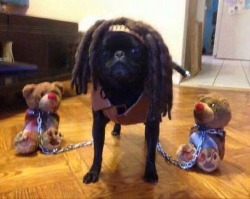 cuteanimalspics:  The Walking Dead - Michonne