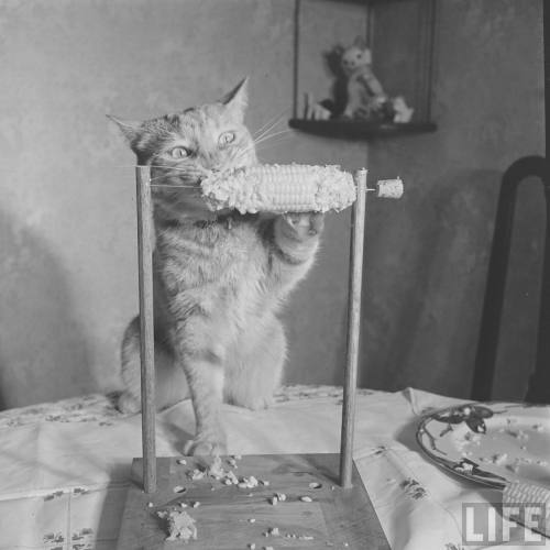 vintageeveryday:Cat eating corn-on-the-cob, 1951. Photos taken by Allan Grant for LIFE magazine.