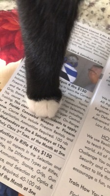 catsuggest:  No read only scritch