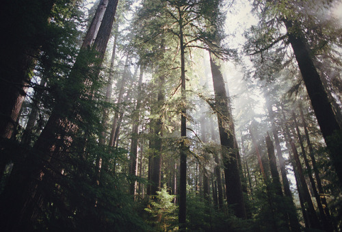 ourwildways: a light-filled canopy by manyfires on Flickr.