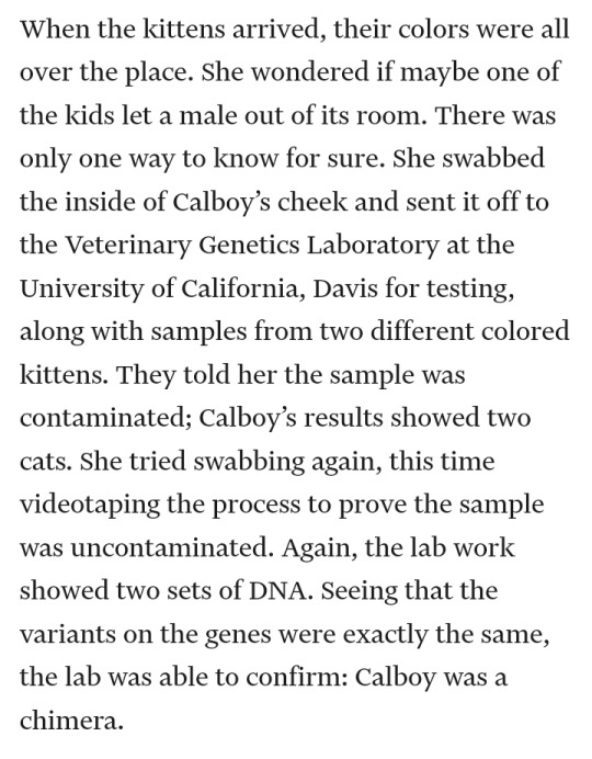 Screenshot that reads: When the kittens arrived, their colors were all over the place. She wondered if maybe one of the kids let a male out of its room. There was only one way to know for sure. She swabbed the inside of Calboy’s cheek and sent it off to the Veterinary Genetics Laboratory at the University of California, Davis for testing, along with samples from two different colored kittens. They told her the sample was contaminated; Calboy’s results showed two cats. She tried swabbing again, this time videotaping the process to prove the sample was uncontaminated. Again, the lab work showed two sets of DNA. Seeing that the variants on the genes were exactly the same, the lab was able to confirm: Calboy was a chimera.