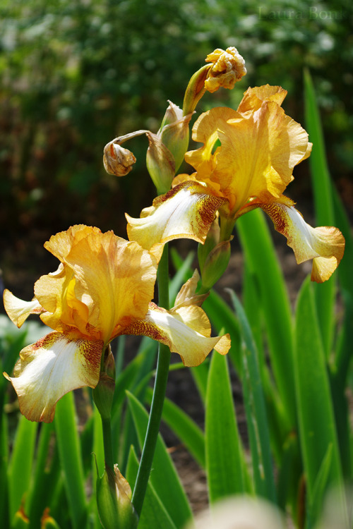 Iris02-06-2017 / RUB, botanical garden