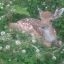 harmlessdeer