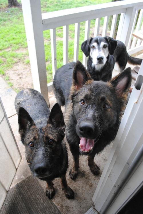 pawsitivelypowerful: The joys of owning dogs who love the water, even if that means rolling in mud p