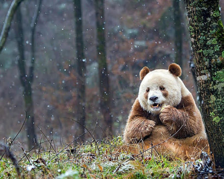 awesomacious:Qizai, the only brown panda in the world.