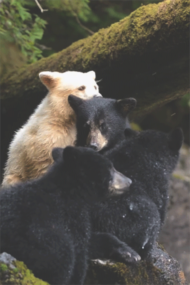these-times-shall-pass:  baby animal posts daily 