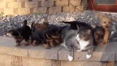 gifsboom:Puppies Try to Play With Indifferent Cat.[video]