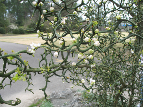 Scientific Name: Poncirus trifoliata &lsquo;Flying Dragon&rsquo;Common Name: Flying Dragon Trifoliat