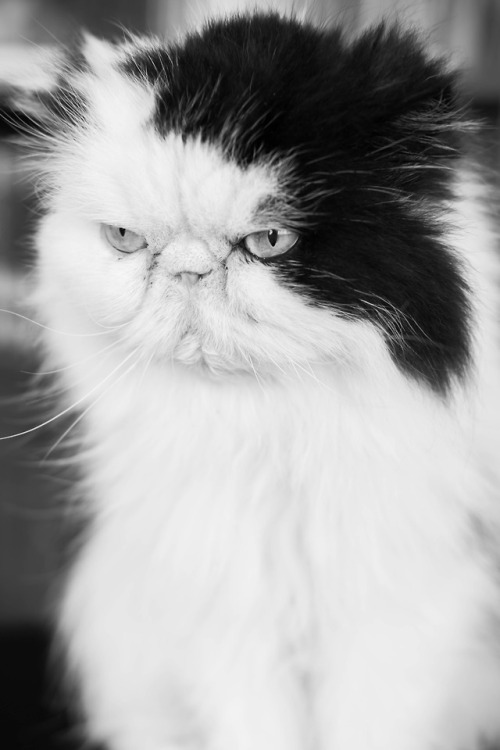 lianems:Unamused …