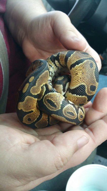 litarutherford:OK reptiblr, is she just a really bright normal? Or are we missing somthing?