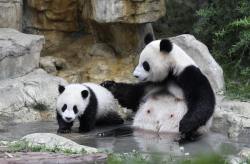 giantpandaphotos:  Mother and cub. 