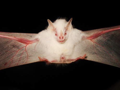 andrusmagnus: Albino Bat