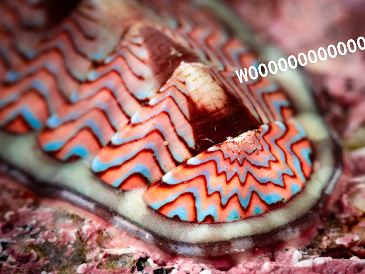 montereybayaquarium:  montereybayaquarium:  BIOLOGY: so, colors-LINED CHITON: i wanna