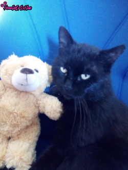 My Kitty is not much of a Teddy fan :o
