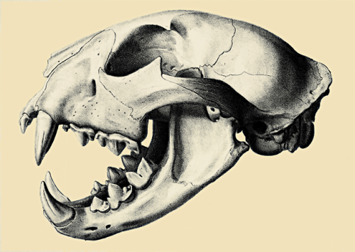 Leopard cat skull. Recherches pour servir à l'histoire naturelle des mammifères : comprenant des con