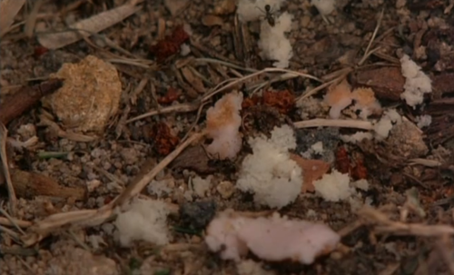 filmandimage: 1975 | Picnic at Hanging Rock | Peter Weir