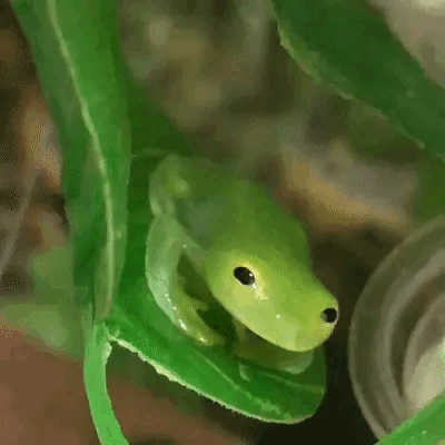 Kermit For Frog Day!!! 