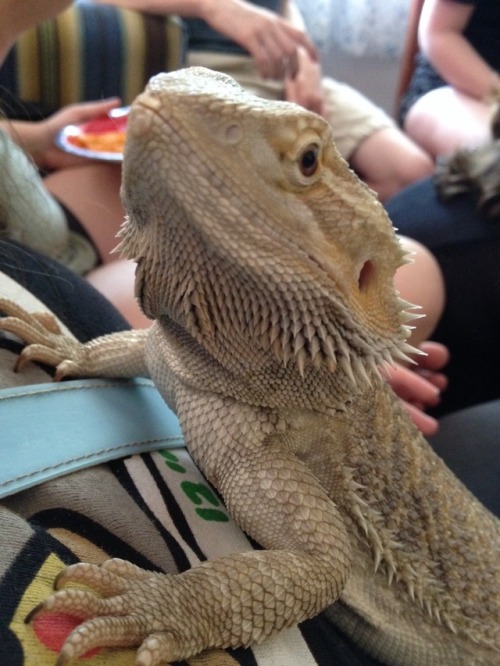 Megan’s bearded dragon, Clemen, at Emily’s graduation party!