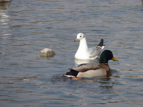 ユリカモメ　black-headed gullマガモ　Mallard duckTown Birds ～ 街の鳥 ArchiveTown Sparrow ～ 街のすずめ　Archive