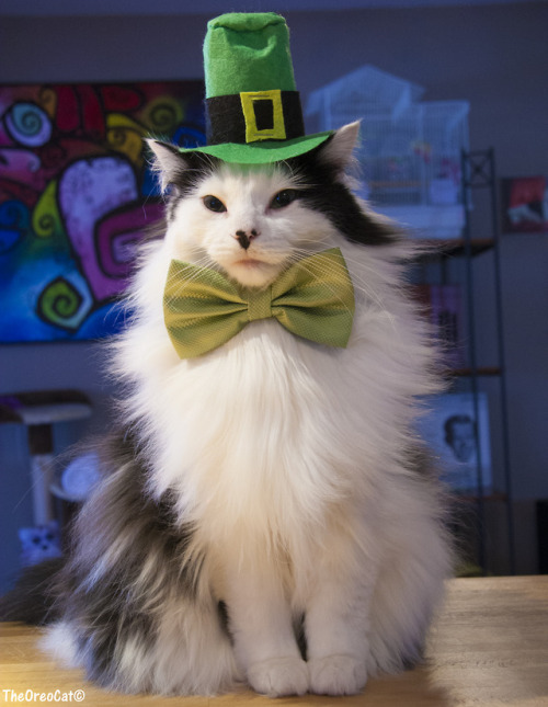 theoreocat: Oreo’s costumes