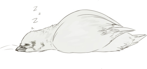 maimbutt:  I’m shipping birds, again.  omfg yessssss…!