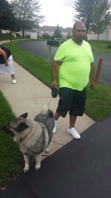 Hanging with thejungleofmufasa, lost4thought and jb365 walking their Norwegian Elkhound pups Koddo and Poddo.
