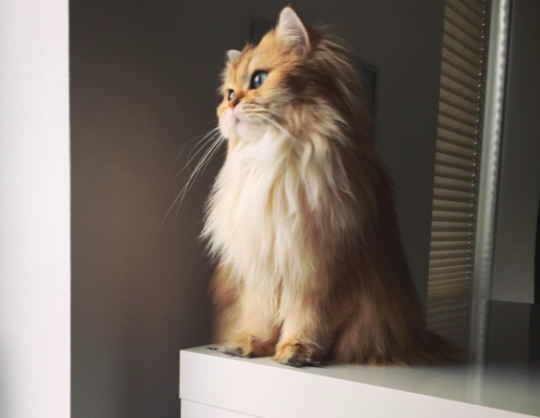 Meet Smoothie, The British Longhair Who's Clearly... - Andy Wells