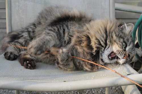 dollsahoy:  thelifeofacatlady:  dollsahoy:  Floof vs Stick  Please tell me it’s actual name is floof.  It is!  We found her last year and started referring to her as The Floofy Cat while we were trying to find her real owners.  No-one ever turned