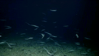todropscience:This is a how a shark nursery looks like. A team of marine scientists have discovered 