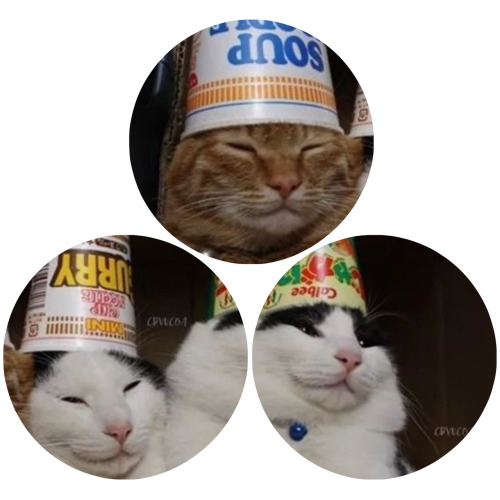 ପ₊˚ฅ idol grl — cats pfps for the sqaud 😼😼 ✧ ✧ ✧ ✧ ✧ ✧
