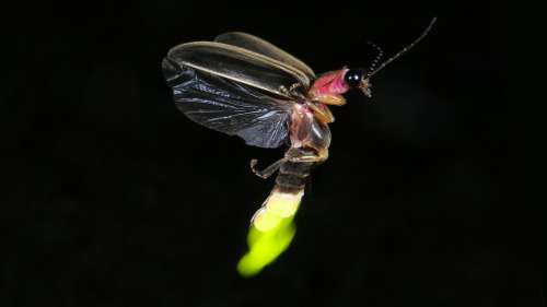 Nature to illuminate researchHere you can see fireflies, a type of beetle that glows.Bioluminescence