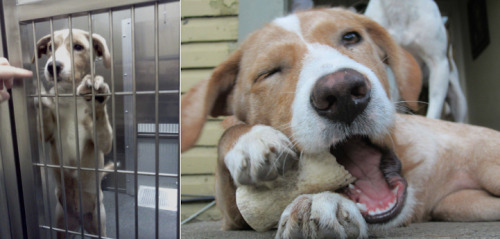 mymodernmet: Heartwarming before-and-after photos show the difference a day of love makes in the life of a rescued pet. 