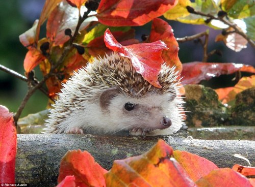 minsirius: animal-factbook: According to leading British experts, hedgehogs often use fallen leaves 
