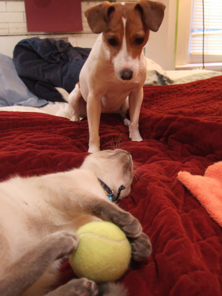 “Oh you want your ball? Come and get it!”
Photo by ©iampeas