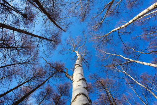 Blue Sky by smallchih on Flickr.